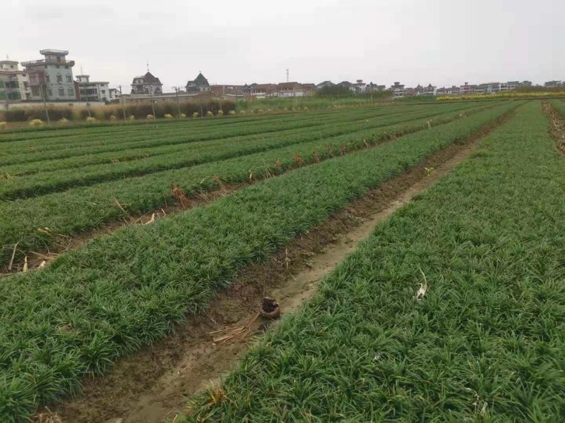 矮麦冬玉龙草种植基地自产自销浙江矮麦冬玉龙草批发
