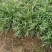 矮麦冬玉龙草种植基地自产自销浙江矮麦冬玉龙草批发