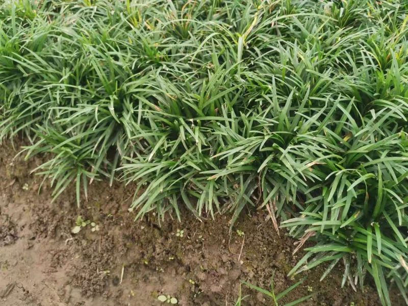 矮麦冬玉龙草种植基地自产自销浙江矮麦冬玉龙草批发