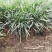 矮麦冬玉龙草种植基地自产自销浙江矮麦冬玉龙草批发