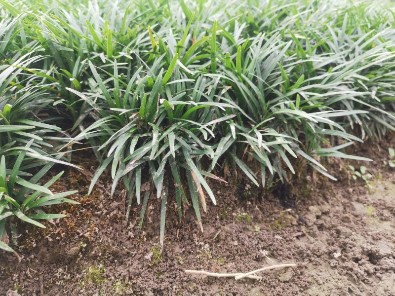 矮麦冬玉龙草种植基地自产自销浙江矮麦冬玉龙草批发