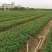 矮麦冬玉龙草种植基地自产自销浙江矮麦冬玉龙草批发