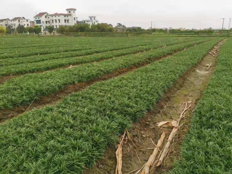 矮麦冬玉龙草种植基地自产自销浙江矮麦冬玉龙草批发