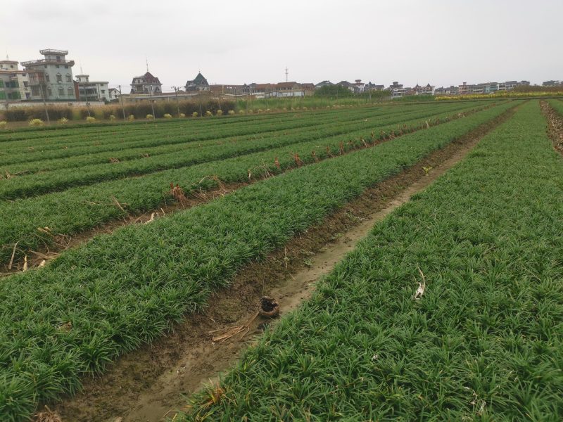 矮麦冬玉龙草种植基地自产自销浙江矮麦冬玉龙草批发