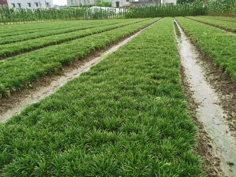 矮麦冬玉龙草种植基地自产自销浙江矮麦冬玉龙草批发