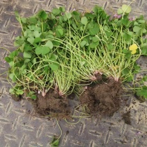 红花酢浆草红花酢浆草种植基地批发价佳颖园艺