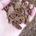 菜籽黄饼，高温饼，无杂质，无假饼，无霉变，