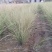 晨光芒晨光芒种植基地批发价格浙江晨光芒佳颖园艺自产自销
