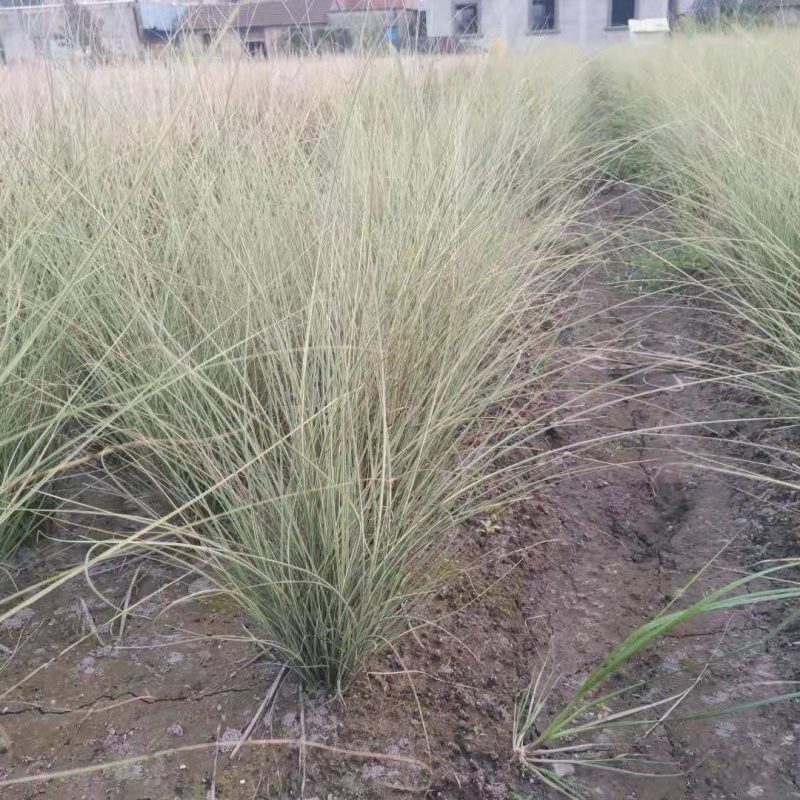 晨光芒晨光芒种植基地批发价格浙江晨光芒佳颖园艺自产自销