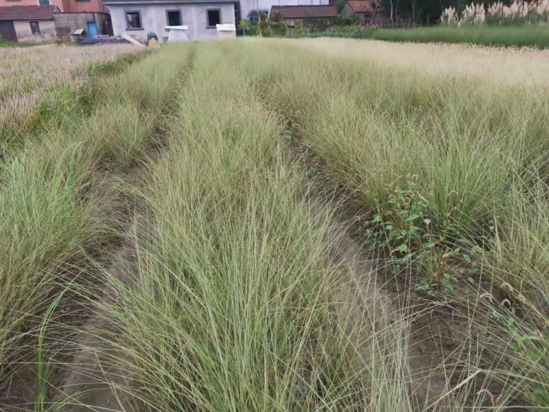 晨光芒晨光芒种植基地批发价格浙江晨光芒佳颖园艺自产自销