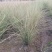晨光芒晨光芒种植基地批发价格浙江晨光芒佳颖园艺自产自销