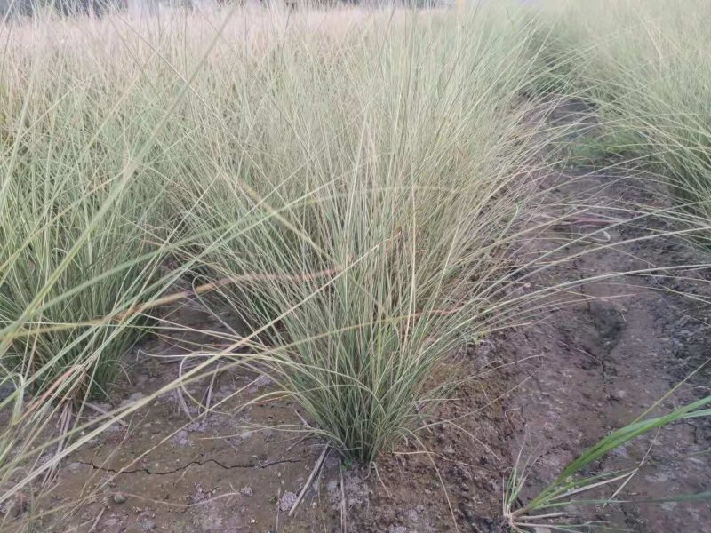 晨光芒晨光芒种植基地批发价格浙江晨光芒佳颖园艺自产自销