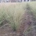 晨光芒晨光芒种植基地批发价格浙江晨光芒佳颖园艺自产自销