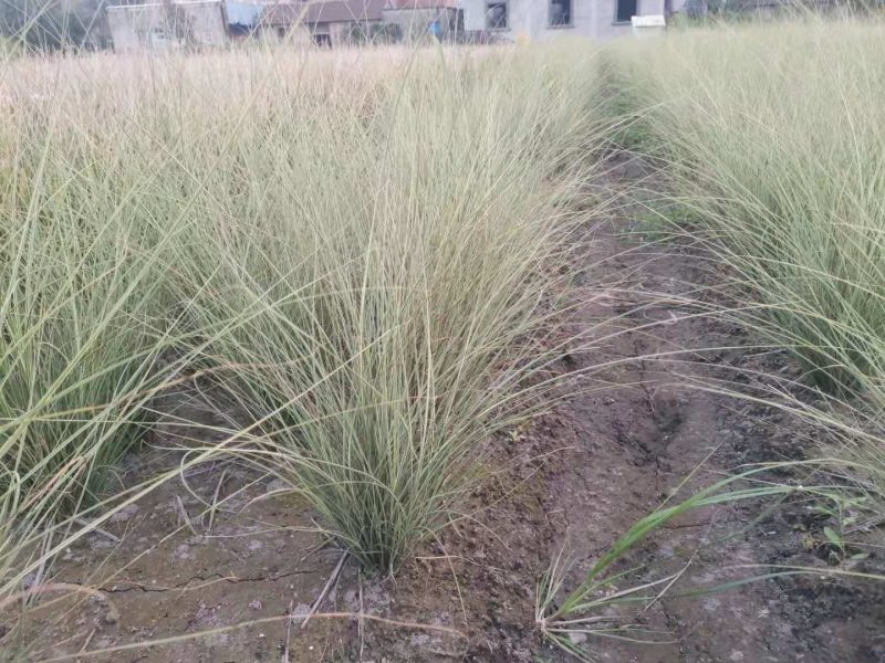 晨光芒晨光芒种植基地批发价格浙江晨光芒佳颖园艺自产自销