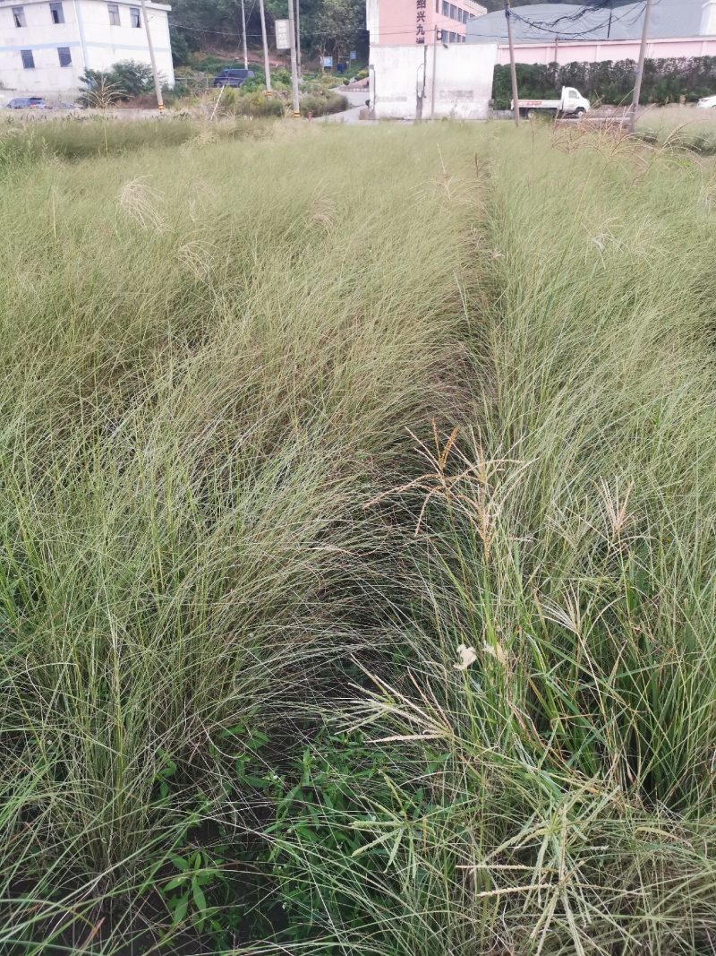 晨光芒晨光芒种植基地批发价格浙江晨光芒佳颖园艺自产自销