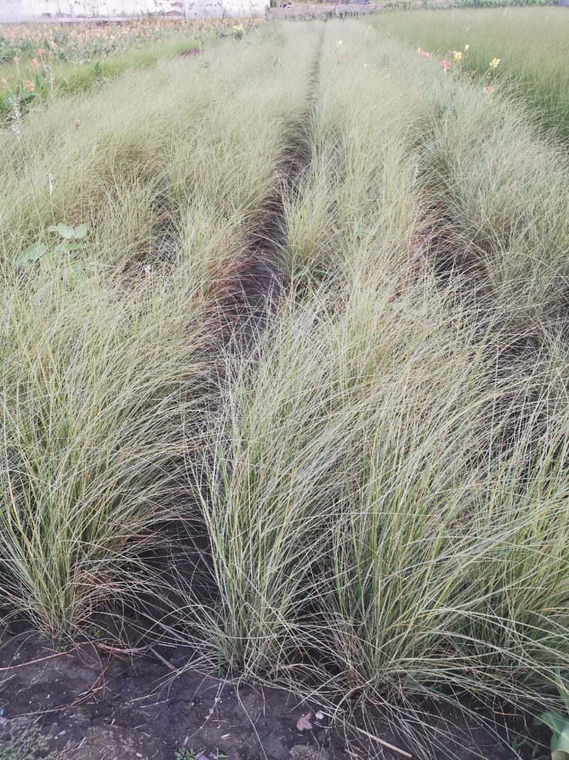 晨光芒晨光芒种植基地批发价格浙江晨光芒佳颖园艺自产自销