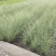 晨光芒晨光芒种植基地批发价格浙江晨光芒佳颖园艺自产自销