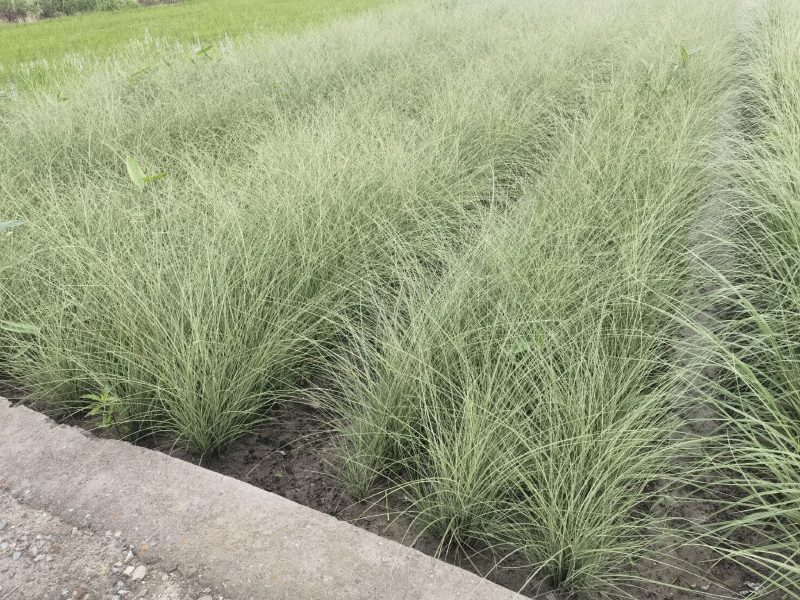 晨光芒晨光芒种植基地批发价格浙江晨光芒佳颖园艺自产自销