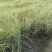 晨光芒晨光芒种植基地批发价格浙江晨光芒佳颖园艺自产自销