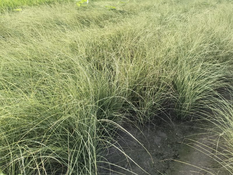 晨光芒晨光芒种植基地批发价格浙江晨光芒佳颖园艺自产自销