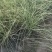 晨光芒晨光芒种植基地批发价格浙江晨光芒佳颖园艺自产自销