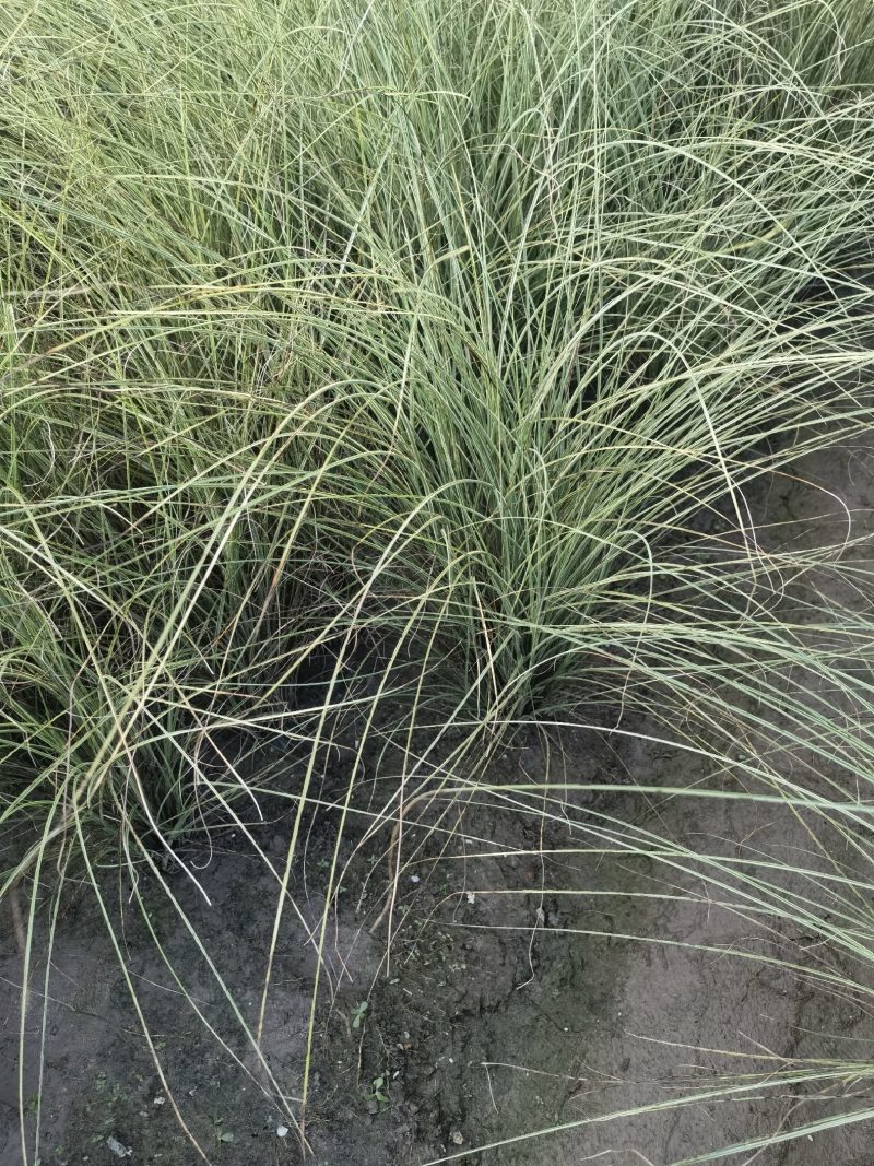 晨光芒晨光芒种植基地批发价格浙江晨光芒佳颖园艺自产自销