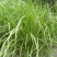 矢羽芒矢羽芒种植基地浙江矢羽芒批发价格