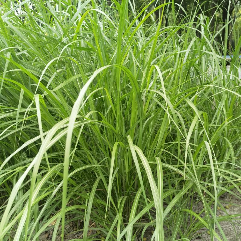 矢羽芒矢羽芒种植基地浙江矢羽芒批发价格