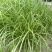 矢羽芒矢羽芒种植基地浙江矢羽芒批发价格