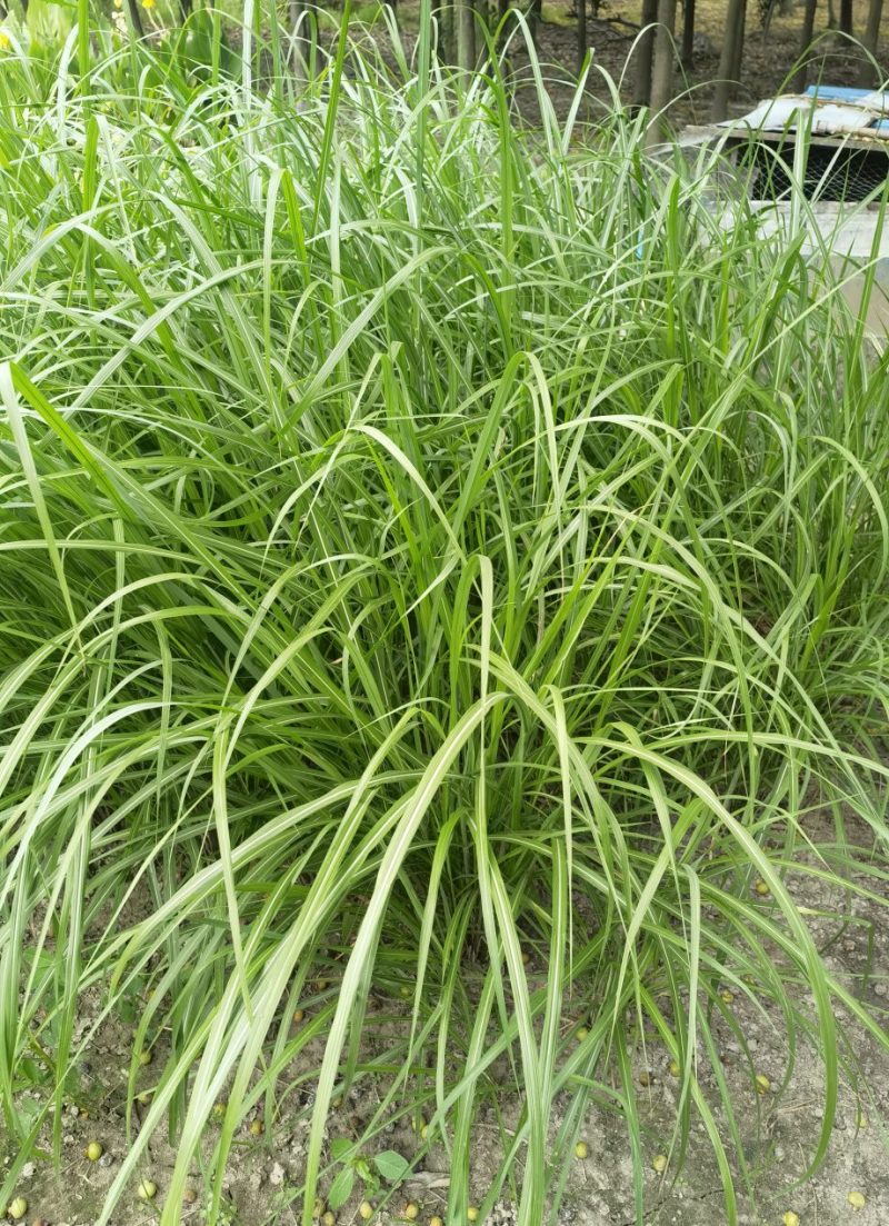 矢羽芒矢羽芒种植基地浙江矢羽芒批发价格