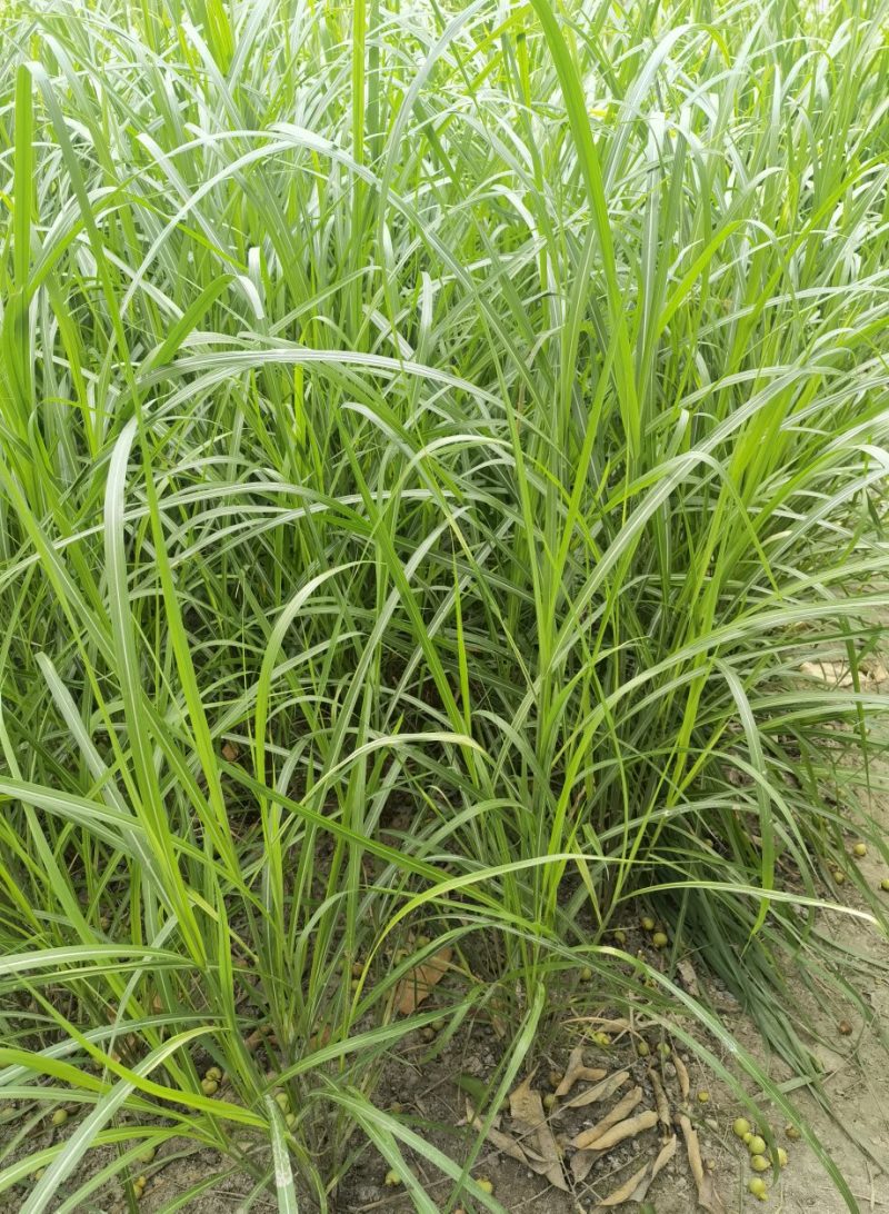 矢羽芒矢羽芒种植基地浙江矢羽芒批发价格