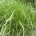 矢羽芒矢羽芒种植基地浙江矢羽芒批发价格