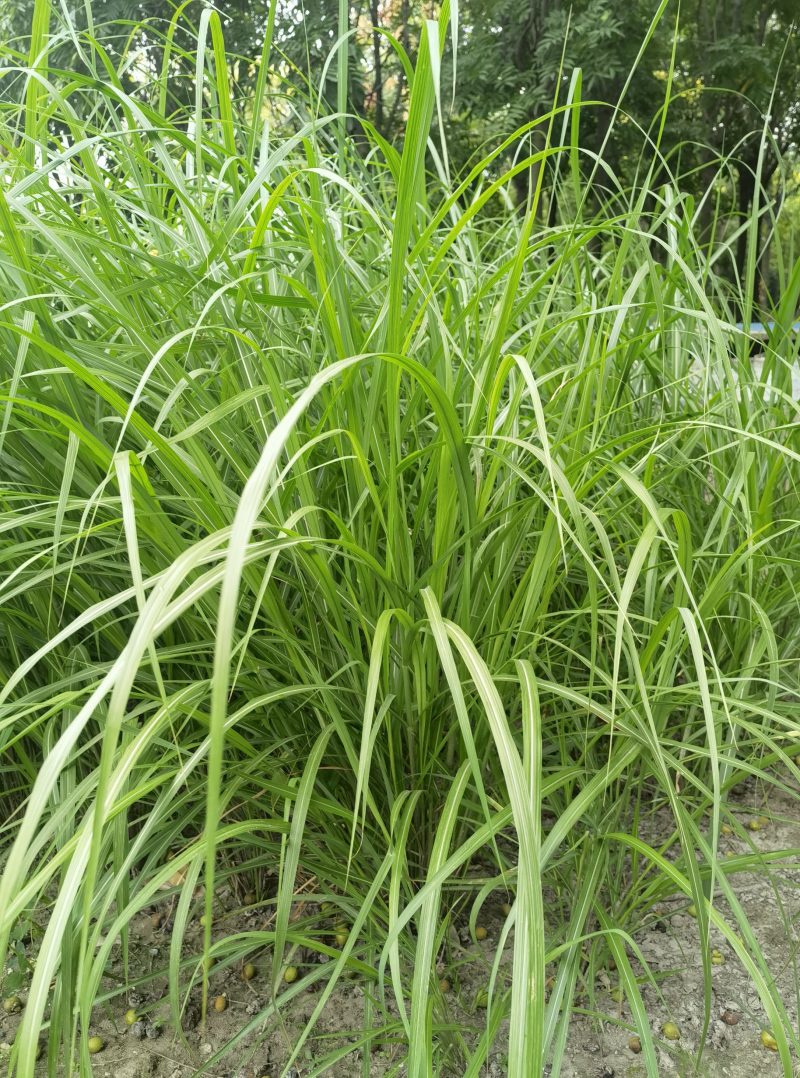 矢羽芒矢羽芒种植基地浙江矢羽芒批发价格
