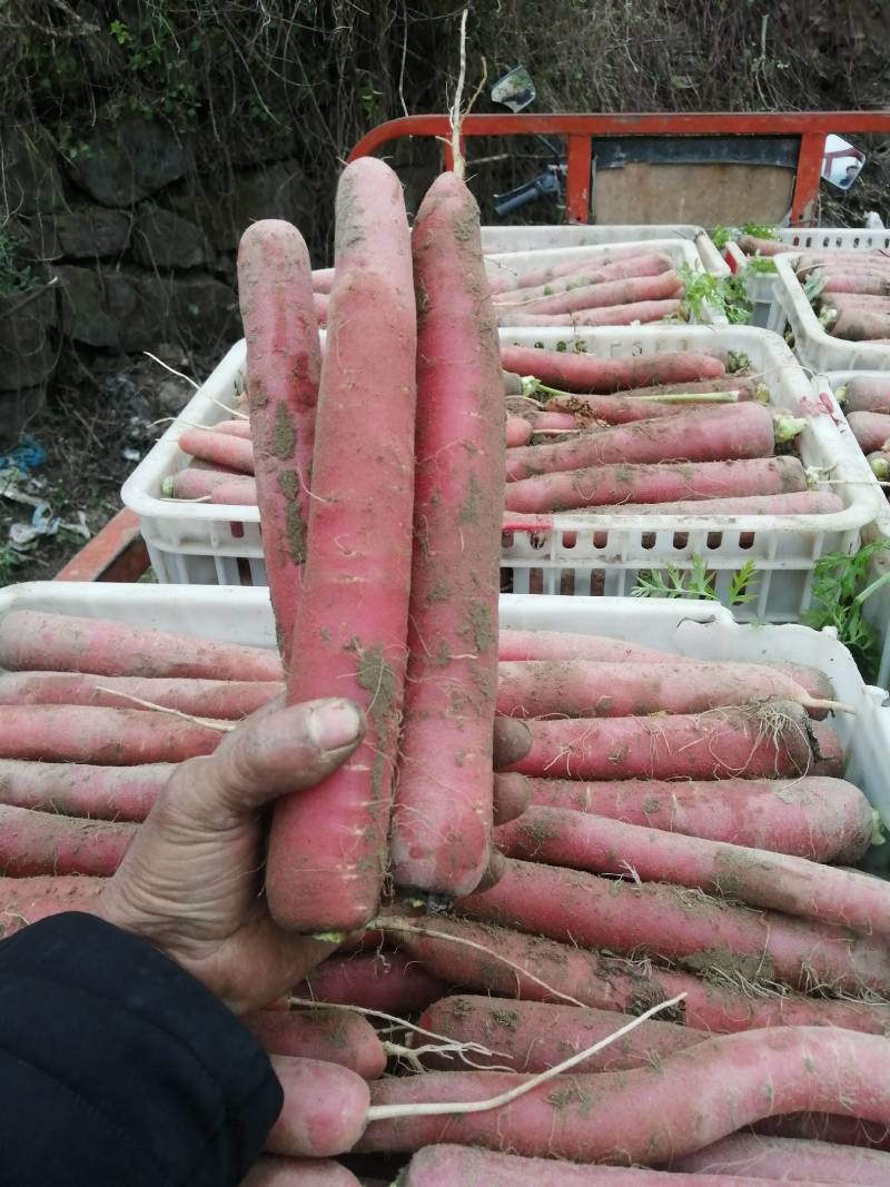 沙土水果小心心红萝卜，水洗，带泥，无斑，无虫眼，