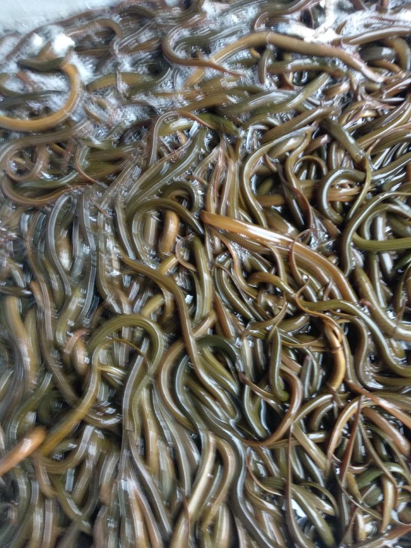 黄鳝苗，正大黄鳝苗，长势快，肉质好，无病毒，火爆出售中