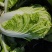 吉林大安白菜黄心菜大安包心菜产地直销产地价格