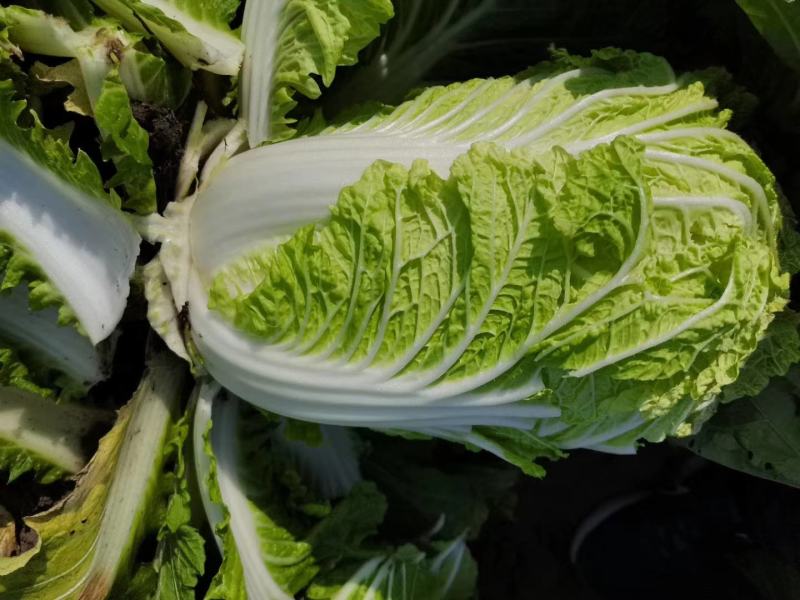 吉林大安白菜黄心菜大安包心菜产地直销产地价格