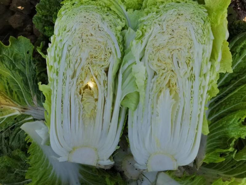 吉林大安白菜黄心菜大安包心菜产地直销产地价格