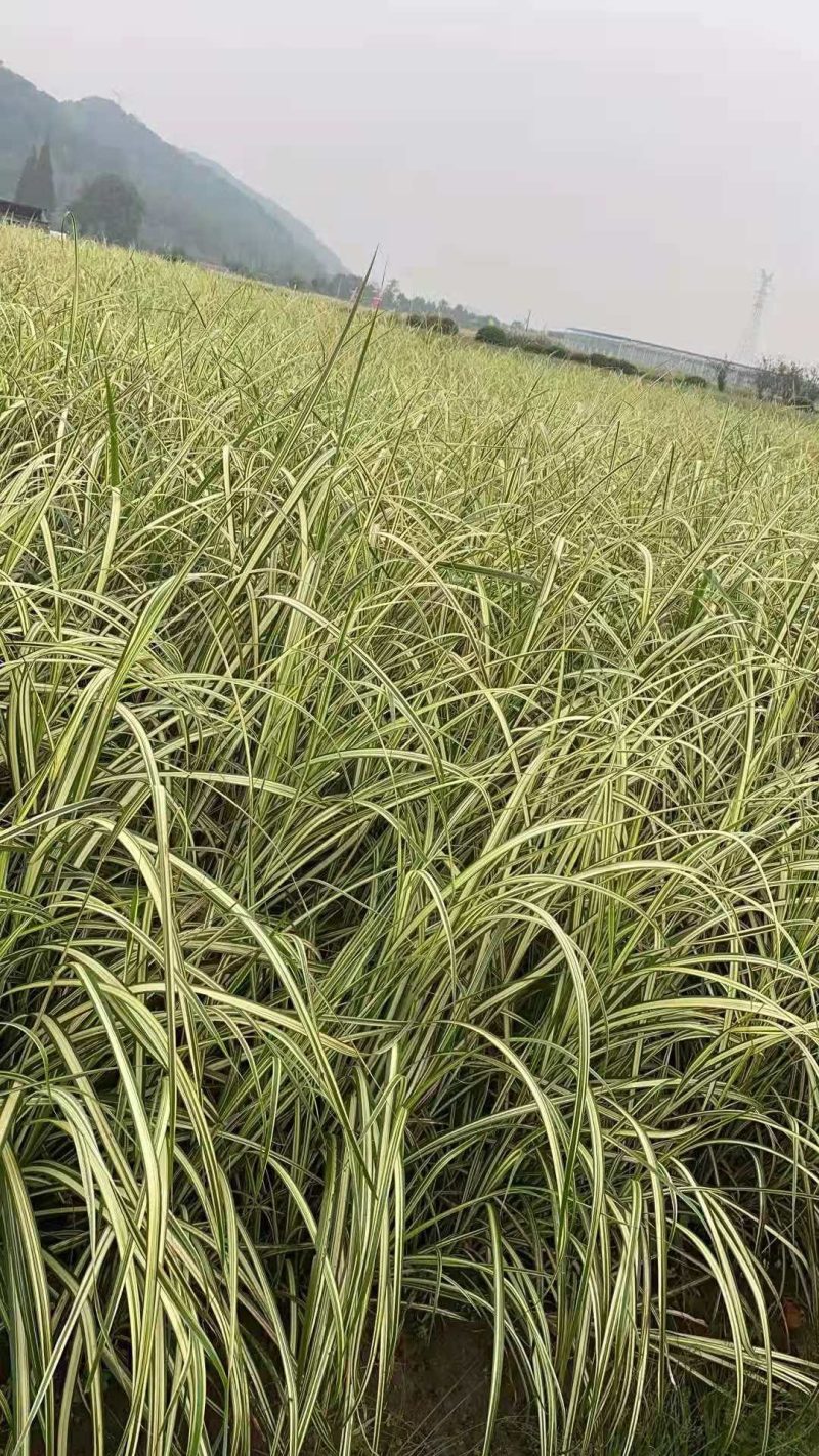 歌舞芒歌舞芒绿化苗观赏草歌舞芒基地自产自销歌舞芒批发价