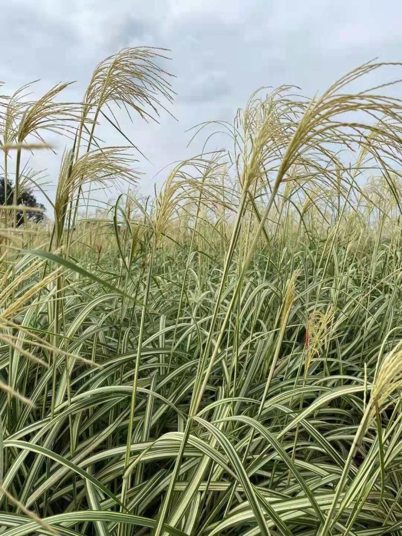 歌舞芒歌舞芒绿化苗观赏草歌舞芒基地自产自销歌舞芒批发价