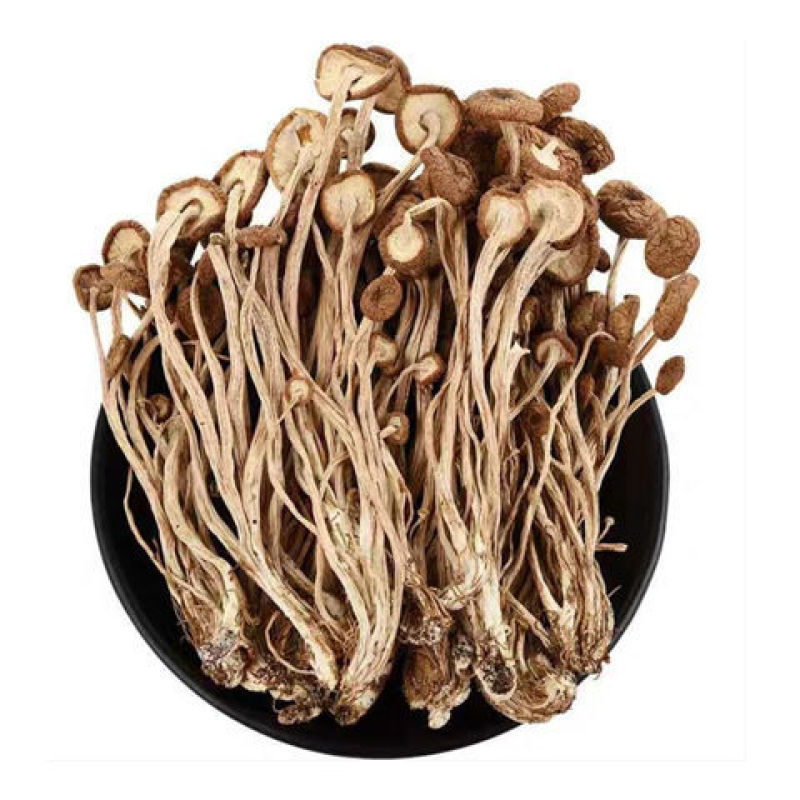 福建古田农家特产精选茶树菇干货无熏硫新鲜不开伞茶树菇批发