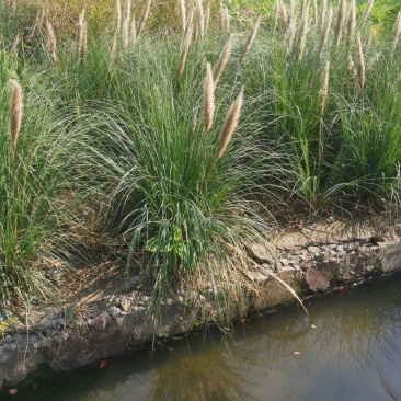 矮蒲苇矮蒲苇种植基地浙江矮蒲苇批发价格佳颖园艺
