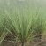 矮蒲苇矮蒲苇种植基地浙江矮蒲苇批发价格佳颖园艺