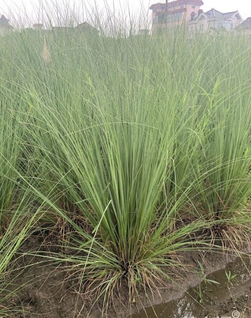 矮蒲苇矮蒲苇种植基地浙江矮蒲苇批发价格佳颖园艺