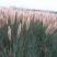 矮蒲苇矮蒲苇种植基地浙江矮蒲苇批发价格佳颖园艺