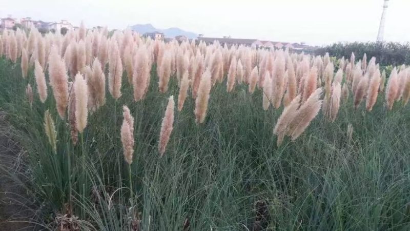 矮蒲苇矮蒲苇种植基地浙江矮蒲苇批发价格佳颖园艺
