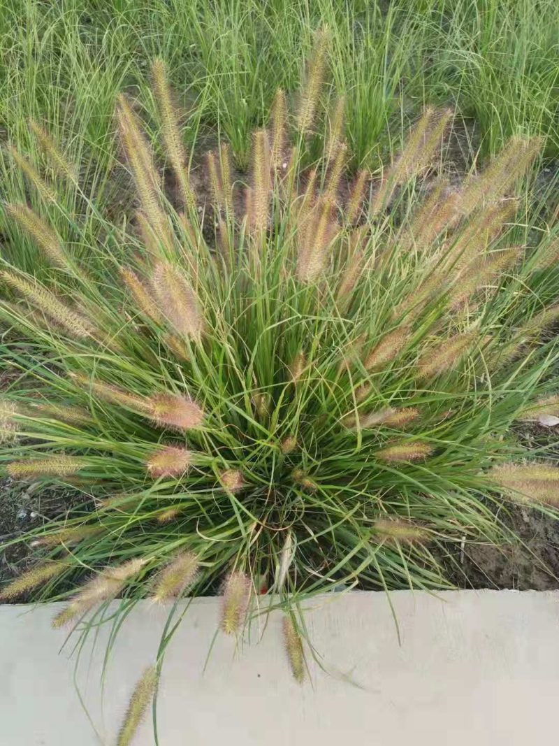 矮蒲苇矮蒲苇种植基地浙江矮蒲苇批发价格佳颖园艺