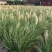 矮蒲苇矮蒲苇种植基地浙江矮蒲苇批发价格佳颖园艺