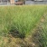 矮蒲苇矮蒲苇种植基地浙江矮蒲苇批发价格佳颖园艺