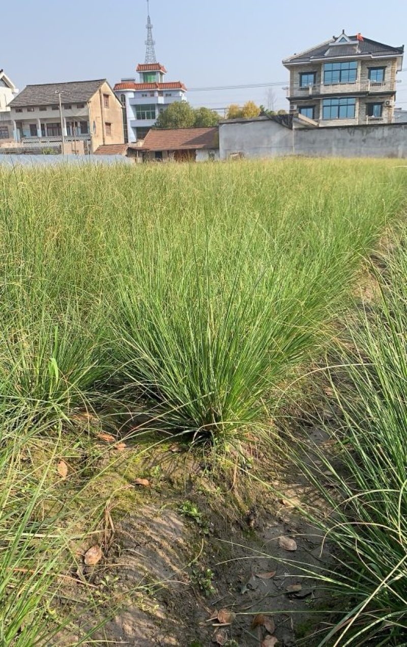矮蒲苇矮蒲苇种植基地浙江矮蒲苇批发价格佳颖园艺